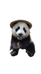 Happy Panda Eating Vinyl Car Decal Sticker – Waterproof & UV-Resistant 4.8533333333333335" Happy Panda Eating Vinyl Car Decal Sticker – Waterproof & UV-Resistant 4.8533333333333335"