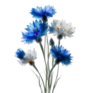 Corn Flowers Vinyl Car Decal Sticker – Waterproof & UV-Resistant 3.4133333333333336"
