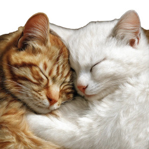 Sleeping Hugging Cats Vinyl Car Decal Sticker – Waterproof & UV-Resistant 3.4133333333333336"