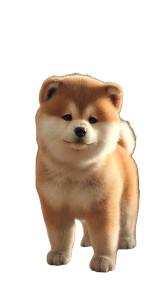 Chubby Shiba Inu V3 Vinyl Car Decal Sticker – Waterproof & UV-Resistant 9.706666666666667"