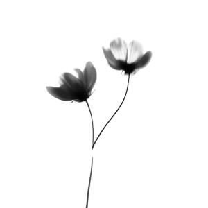 Abstract Minimal Flowers Vinyl Car Decal Sticker – Waterproof & UV-Resistant 3.4133333333333336"