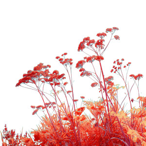 Vibrant Wild Plants Vinyl Car Decal Sticker – Waterproof & UV-Resistant 3.4133333333333336"