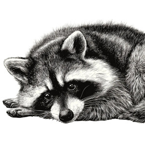 Upset Raccoon Clipart Vinyl Car Decal Sticker – Waterproof & UV-Resistant 3.4133333333333336" Upset Raccoon Clipart Vinyl Car Decal Sticker – Waterproof & UV-Resistant 3.4133333333333336"