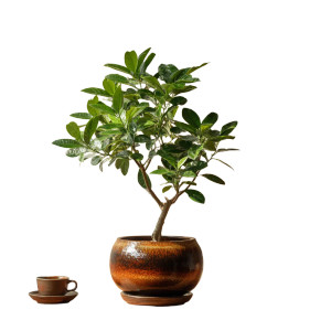 Potted Ficus Zumi Vinyl Car Decal Sticker – Waterproof & UV-Resistant 3.4133333333333336" Potted Ficus Zumi Vinyl Car Decal Sticker – Waterproof & UV-Resistant 3.4133333333333336"