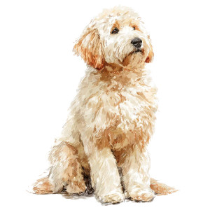 Adorable Goldendoodle Vinyl Car Decal Sticker – Waterproof & UV-Resistant 3.4133333333333336"