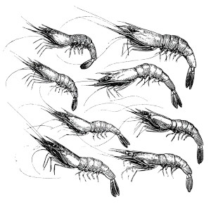 Seven Shrimps Vinyl Car Decal Sticker – Waterproof & UV-Resistant 3.4133333333333336" Seven Shrimps Vinyl Car Decal Sticker – Waterproof & UV-Resistant 3.4133333333333336"