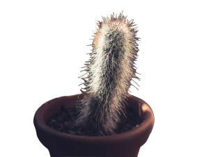 Indoor Cactus Vinyl Car Decal Sticker – Waterproof & UV-Resistant 6.1866666666666665"