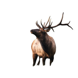 Majestic Elk Portrait Vinyl Car Decal Sticker – Waterproof & UV-Resistant 6.826666666666667" Majestic Elk Portrait Vinyl Car Decal Sticker – Waterproof & UV-Resistant 6.826666666666667"