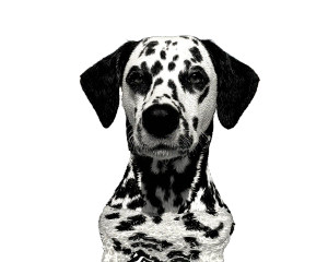 Swimming Dalmatian Vinyl Car Decal Sticker – Waterproof & UV-Resistant 3.2"