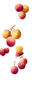 Lychees And Horses Vinyl Car Decal Sticker – Waterproof & UV-Resistant 5.97333333333333