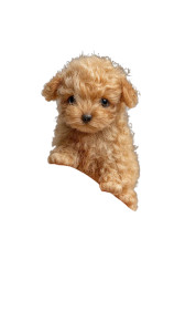Tiny Fluffy Puppy Vinyl Car Decal Sticker – Waterproof & UV-Resistant 4.8533333333333335" Tiny Fluffy Puppy Vinyl Car Decal Sticker – Waterproof & UV-Resistant 4.8533333333333335"