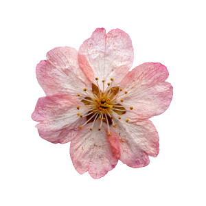 Preserved Cherry Blossom Vinyl Car Decal Sticker – Waterproof & UV-Resistant 6.826666666666667"