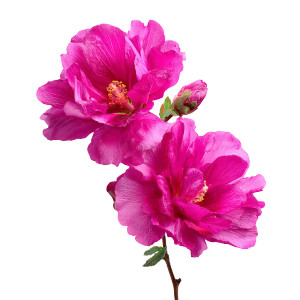 Pink Flowers V2 Vinyl Car Decal Sticker – Waterproof & UV-Resistant 3.4133333333333336" Pink Flowers V2 Vinyl Car Decal Sticker – Waterproof & UV-Resistant 3.4133333333333336"