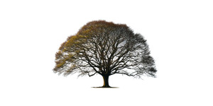 Solitary Strong Tree Vinyl Car Decal Sticker – Waterproof & UV-Resistant 2.56"