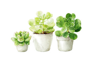 Potted Succulent Illustration Vinyl Car Decal Sticker – Waterproof & UV-Resistant 3.0