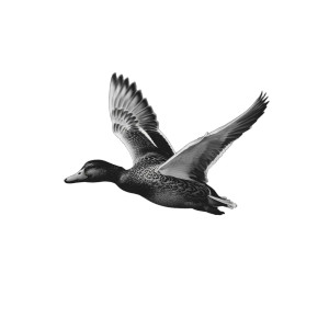 Flying Duck Vinyl Car Decal Sticker – Waterproof & UV-Resistant 3.4133333333333336" Flying Duck Vinyl Car Decal Sticker – Waterproof & UV-Resistant 3.4133333333333336"