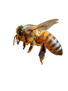 Honeybee Pollination Vinyl Car Decal Sticker – Waterproof & UV-Resistant 8.213333333333333"