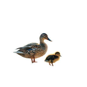 Duck And Duckling Vinyl Car Decal Sticker – Waterproof & UV-Resistant 3.4133333333333336"