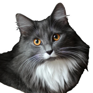 Fluffy Grey Cat V4 Vinyl Car Decal Sticker – Waterproof & UV-Resistant 3.4133333333333336" Fluffy Grey Cat V4 Vinyl Car Decal Sticker – Waterproof & UV-Resistant 3.4133333333333336"