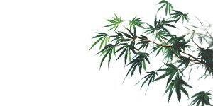 Bamboo Zen Art Vinyl Car Decal Sticker – Waterproof & UV-Resistant 5.12"