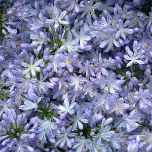 Blooming Agapanthus Vinyl Car Decal Sticker – Waterproof & UV-Resistant 3.4133333333333336"