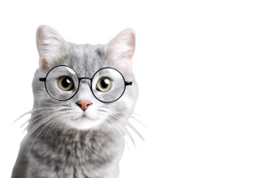 Cat In Glasses Vinyl Car Decal Sticker – Waterproof & UV-Resistant 5.97333333333333 Cat In Glasses Vinyl Car Decal Sticker – Waterproof & UV-Resistant 5.97333333333333