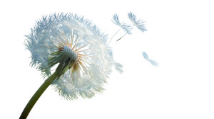 Floating Dandelion Seeds V3 Vinyl Car Decal Sticker – Waterproof & UV-Resistant 5.4