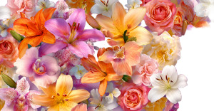 Colorful Flower Collage Vinyl Car Decal Sticker – Waterproof & UV-Resistant 2.6133333333333333" Colorful Flower Collage Vinyl Car Decal Sticker – Waterproof & UV-Resistant 2.6133333333333333"