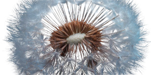 Dandelion Closeup Vinyl Car Decal Sticker – Waterproof & UV-Resistant 5.12"