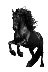 Majestic Black Horse V10 Vinyl Car Decal Sticker – Waterproof & UV-Resistant 4.4