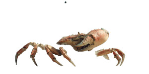 Gigantic Demolishing Crab Vinyl Car Decal Sticker – Waterproof & UV-Resistant 2.56"