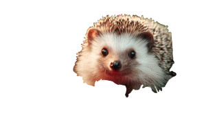 Happy Hedgehog Feast Vinyl Car Decal Sticker – Waterproof & UV-Resistant 2.72"