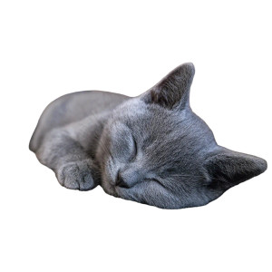 Sleeping Grey Kitten Vinyl Car Decal Sticker – Waterproof & UV-Resistant 6.826666666666667"