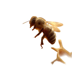 Realistic Bee Honeycomb Vinyl Car Decal Sticker – Waterproof & UV-Resistant 3.4133333333333336" Realistic Bee Honeycomb Vinyl Car Decal Sticker – Waterproof & UV-Resistant 3.4133333333333336"