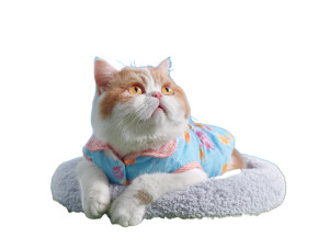 Fashionable Chubby Cat Vinyl Car Decal Sticker – Waterproof & UV-Resistant 6.1866666666666665" Fashionable Chubby Cat Vinyl Car Decal Sticker – Waterproof & UV-Resistant 6.1866666666666665"