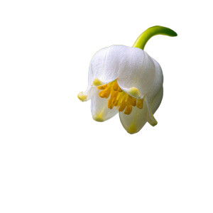 Lily Petal Macro Vinyl Car Decal Sticker – Waterproof & UV-Resistant 6.826666666666667"