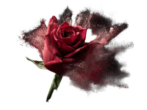 Blooming Red Rose V2 Vinyl Car Decal Sticker – Waterproof & UV-Resistant 6.1866666666666665" Blooming Red Rose V2 Vinyl Car Decal Sticker – Waterproof & UV-Resistant 6.1866666666666665"