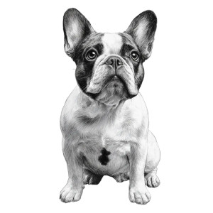 French Bulldog Drawing V3 Vinyl Car Decal Sticker – Waterproof & UV-Resistant 3.4133333333333336"