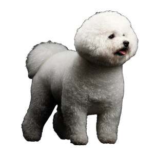 Bichon Frise Vinyl Car Decal Sticker – Waterproof & UV-Resistant 3.4133333333333336" Bichon Frise Vinyl Car Decal Sticker – Waterproof & UV-Resistant 3.4133333333333336"