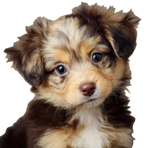 Cute Puppy V18 Vinyl Car Decal Sticker – Waterproof & UV-Resistant 3.4133333333333336"