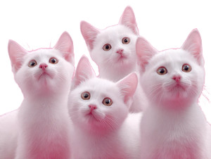 White Kittens Vinyl Car Decal Sticker – Waterproof & UV-Resistant 3.0933333333333333" White Kittens Vinyl Car Decal Sticker – Waterproof & UV-Resistant 3.0933333333333333"