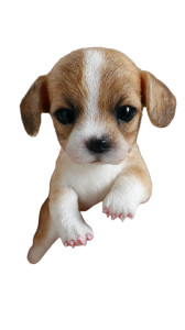 Tiny Dachshund Puppy Vinyl Car Decal Sticker – Waterproof & UV-Resistant 9.706666666666667"