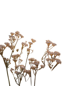 Delicate White Flowers Vinyl Car Decal Sticker – Waterproof & UV-Resistant 4.1066666666666665"