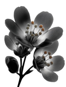 Mountain Saxifraga Flower Vinyl Car Decal Sticker – Waterproof & UV-Resistant 8.213333333333333" Mountain Saxifraga Flower Vinyl Car Decal Sticker – Waterproof & UV-Resistant 8.213333333333333"