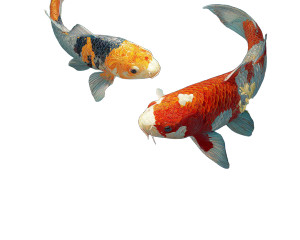 Maximalist Koi Painting Vinyl Car Decal Sticker – Waterproof & UV-Resistant 3.2" Maximalist Koi Painting Vinyl Car Decal Sticker – Waterproof & UV-Resistant 3.2"