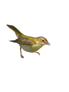 Happy Bird Eating Vinyl Car Decal Sticker – Waterproof & UV-Resistant 8.213333333333333"