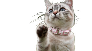 Dancing Beige Cat Vinyl Car Decal Sticker – Waterproof & UV-Resistant 2.72"