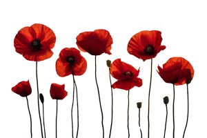 Poppies At Sunset Vinyl Car Decal Sticker – Waterproof & UV-Resistant 5.97333333333333