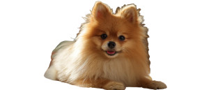 Fluffy Pomeranian Spitz V2 Vinyl Car Decal Sticker – Waterproof & UV-Resistant 2.