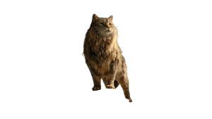 Fat Lion Cat Vinyl Car Decal Sticker – Waterproof & UV-Resistant 2.72"